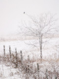 Bird on a Limb