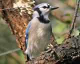 Blue Jay On Alert