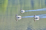 Pelicans at Oxbow bend