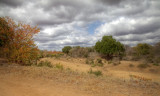 Shingwedzi River IMG_5622+1_+5_v2.jpg