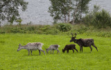 And now some wildlife or life in the wild! Reindeer