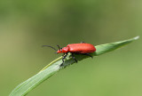 IMG_8433-PB2.jpg
