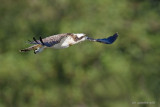 OSPREY ( Pandion haliaetus )