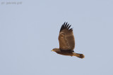Lesser Spotted Eagle  (Aquila pomarina)