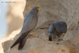 Sooty Falcon (Falco concolor)