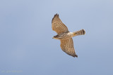 Levant Sparrowhawk (Accipiter brevipes)