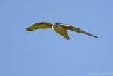 Lanner Falcon (Falco biarmicus ssp. feldeggii)