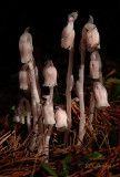 246 - Indian Pipes Cluster