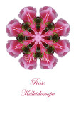 42 - Pink Rose Kaleidoscope Card
