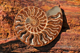 Fossil Ammonite One, Photographed On Petrified Wood