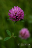 253 - Red Clover