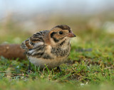 IJsgors / Lapland Bunting