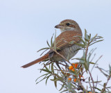 Grauwe Klauwier / Red-backed Shrike