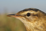 Rietzanger / Sedge Warbler