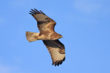 Buizerd / Buzzard