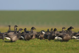 Rotgans / Brent Goose