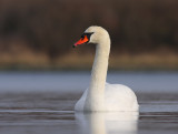 Knobbelzwaan / Mute Swan