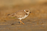 Kleine Plevier / Little Ringed Plover