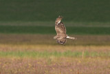 Blauwe Kiekendief / Hen Harrier