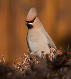 Pestvogel / Bohemian Waxwing