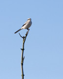 Klapekster / Great Grey Shrike