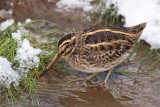 Bokje / Jack Snipe