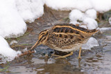 Bokje / Jack Snipe