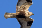 Ruigpootbuizerd / Rough-legged Buzzard