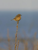 Roodborsttapuit / Stonechat