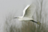 Kleine Zilverreiger / Little Egret