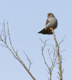 Roodpootvalk / Red-footed Falcon