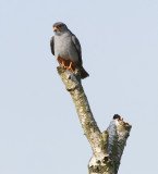 21 mei 2008