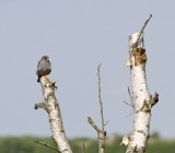 21 mei 2008