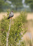 21 mei 2008