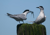 Terns at Patea
