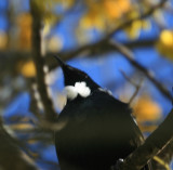 Tui in Paihiatua