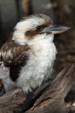 Kookaburra 2