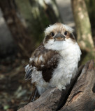 Kookaburra