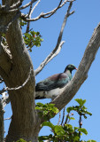 Kereau, Native New Zealand bird