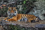 OZ the Tiger, Auckland Zoo.