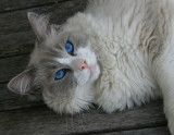 Blue eyed baby II