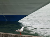 Bird in Auckland..