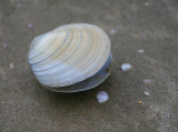 Matauri Bay Shell.