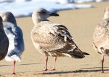 Slaty-backed Gull, first-cycle