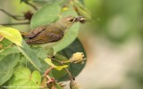 Brown-throated Sunbird