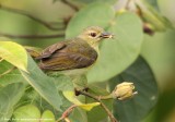 Brown-throated Sunbird