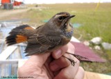 Bluethroat (Luscinia svecica svecica)