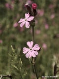 Koekoeksbloem