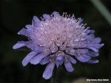 Scabiosa