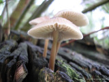 Paddestoelen (mushrooms)